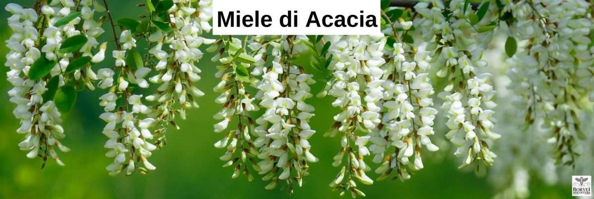 Miele di Acacia