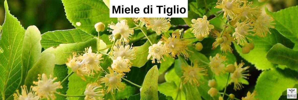 Miele di Tiglio