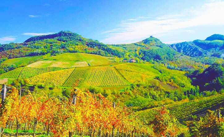 AZIENDA AGRICOLA SAVIGNO