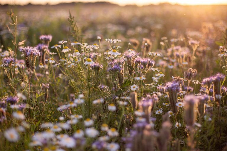 miele-di-millefiori-benefici-proprietà-usi