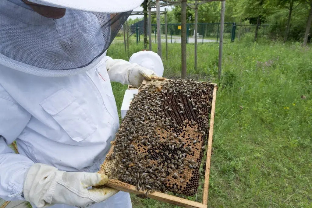 La Sciamatura delle Api