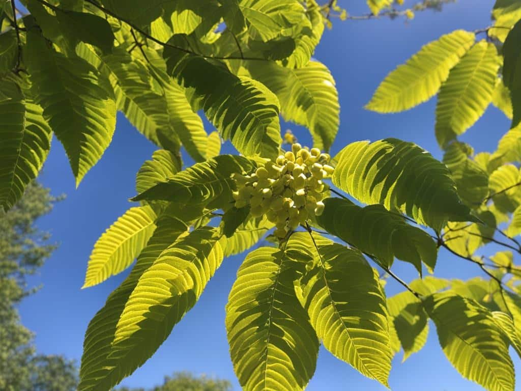 fioritura dell'ailanto