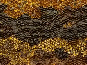 La Nuova Zelanda e l'Australia: le terre del miele di Manuka 1 miele di manuka