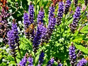 Rimedi naturali per tenere lontano il calabrone asiatico