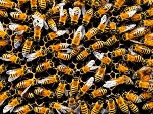 Api Nel Mondo E In Italia: Razze, Segreti E Curiosità