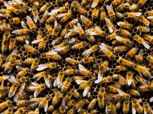 L'importanza degli sciami d'api per l'ecosistema