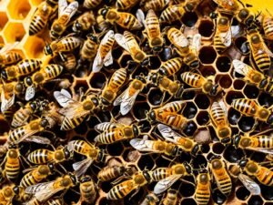Sciami d'api e api regine: il cuore pulsante della colonia