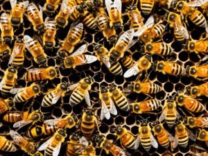 Comunicazione e orientamento: Come le api navigano nel mondo