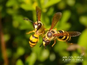Cosa Fare se Incontri una Vespa o un Calabrone? Comportamenti da Adottare