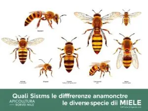 Quali Sono le Differenze Anatomiche tra le Diverse Specie di Api?