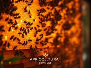 Quali Sono le Sfide della Digitalizzazione nell’Apicoltura? 1 Quali Sono le Sfide della Digitalizzazione nell’Apicoltura?