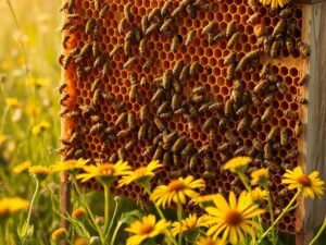 Struttura e Organizzazione delle Api: Come Funziona un Alveare? 1 Struttura e Organizzazione delle Api: Come Funziona un Alveare?